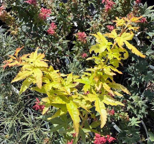 Acer palmatum 'Golden Falls' RARE