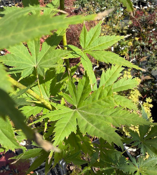 Acer japonicum 'Ki Hachijo'