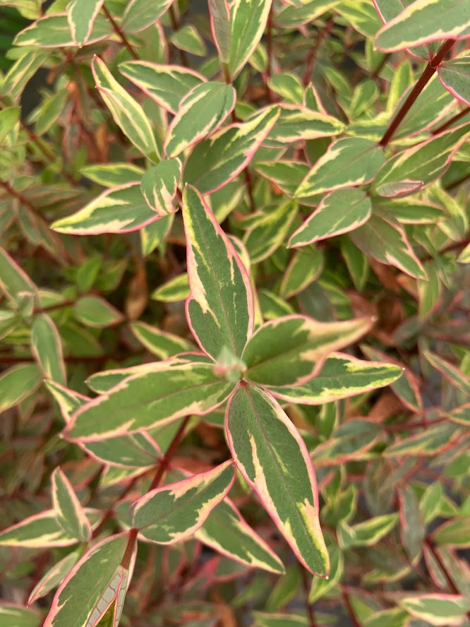 Hypericum moserianum 'Tricolor'