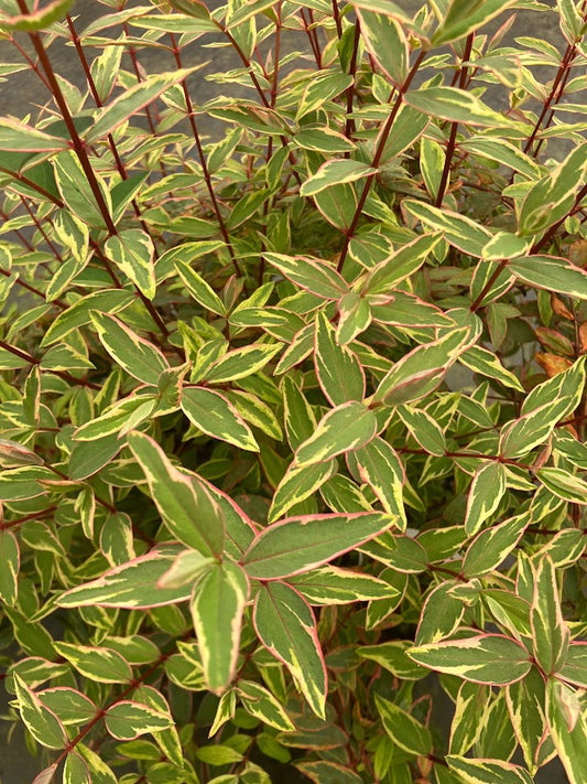 Hypericum moserianum 'Tricolor'
