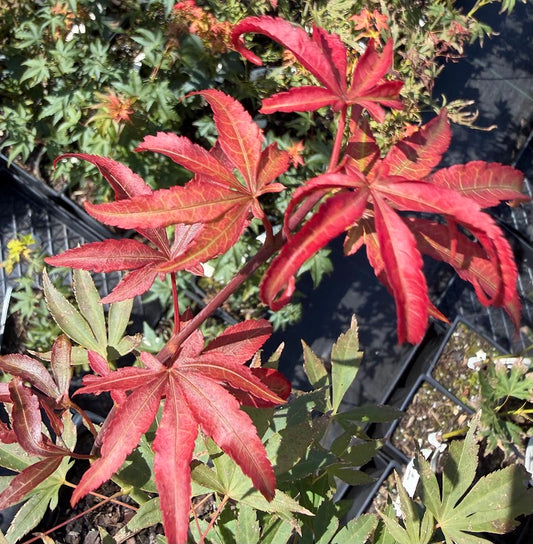Acer palmatum 'Father Waters'