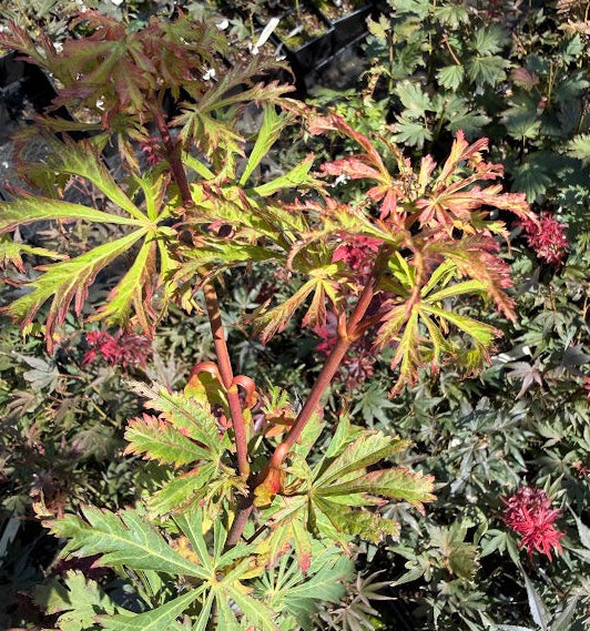 Acer japonicum 'Mai Kujaku'