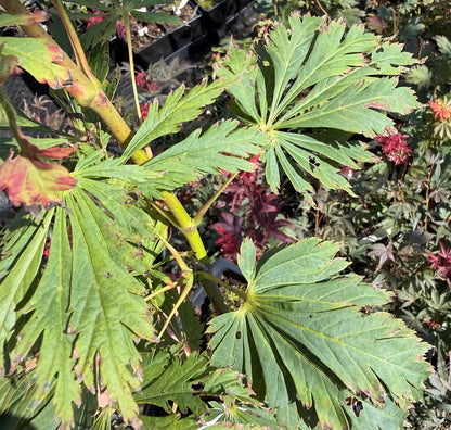 Acer japonicum 'Mai Kujaku'