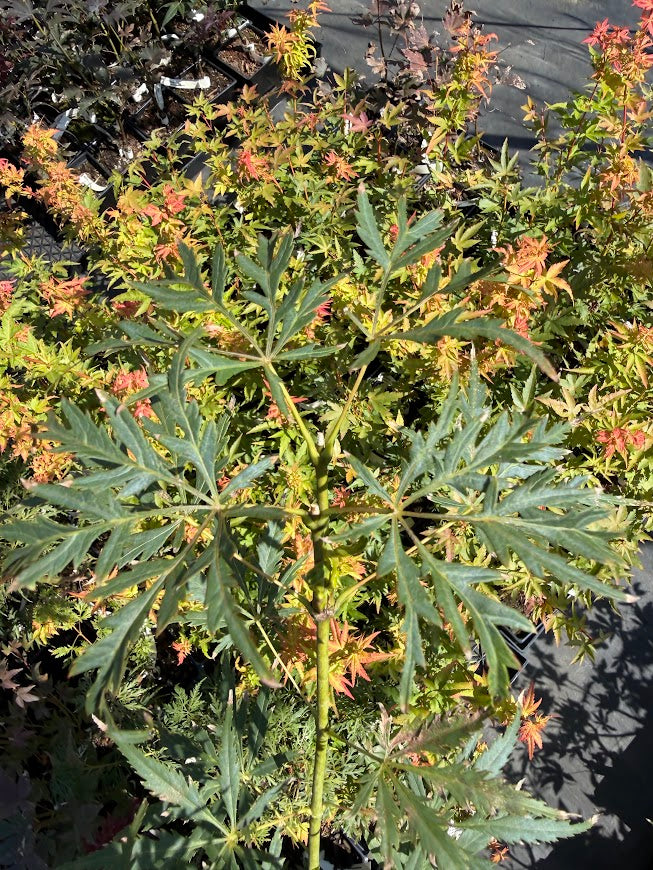 Acer palmatum 'Asayake'