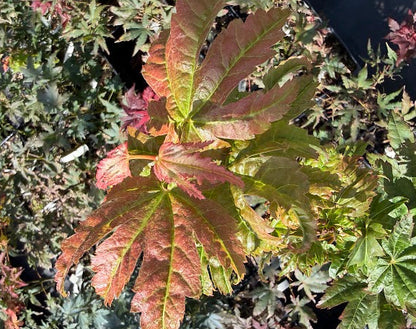 Acer japonicum 'Meigetsu'