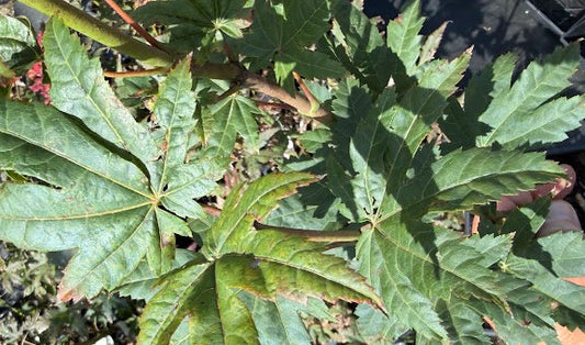 Acer japonicum 'Meigetsu'