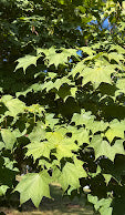 Acer pictum 'Usugumo'