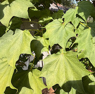 Acer pictum 'Usugumo'