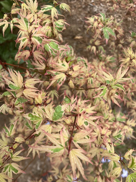 Acer palmatum 'Okukuji Nishiki'