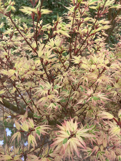 Acer palmatum 'Okukuji Nishiki' Japanese Maple