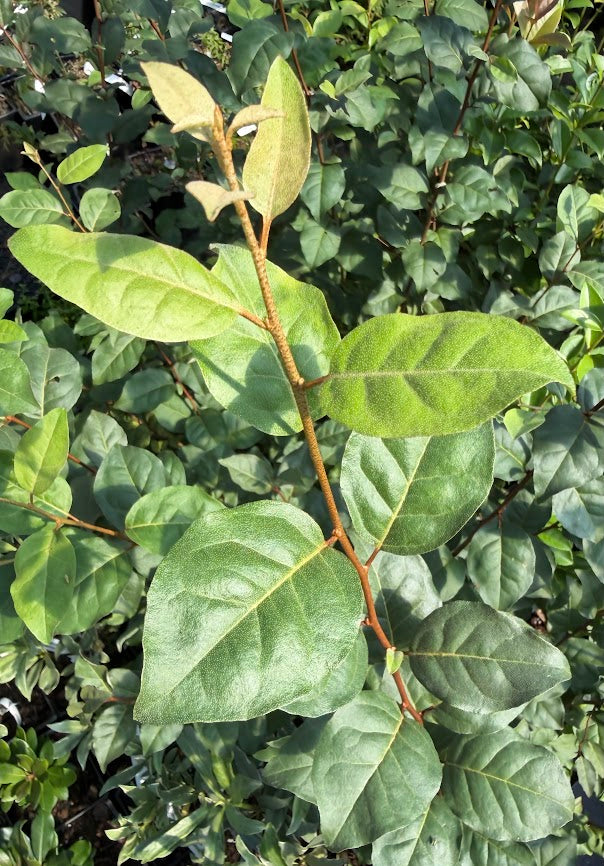 Elaeagnus 'Sweet Scarlet'