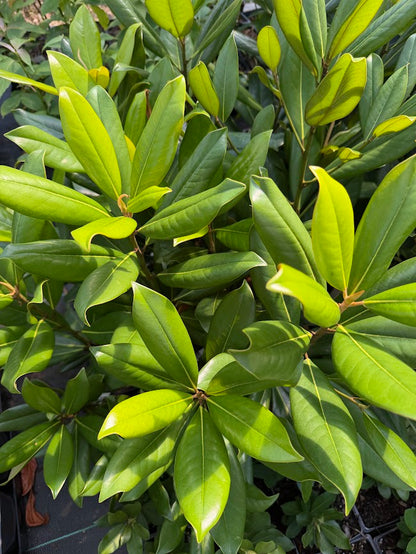 Magnolia grandiflora 'Carolina Compact'