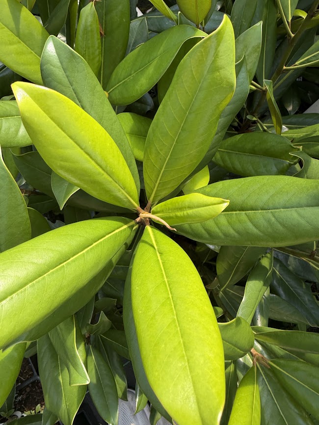 Magnolia grandiflora 'Carolina Compact'