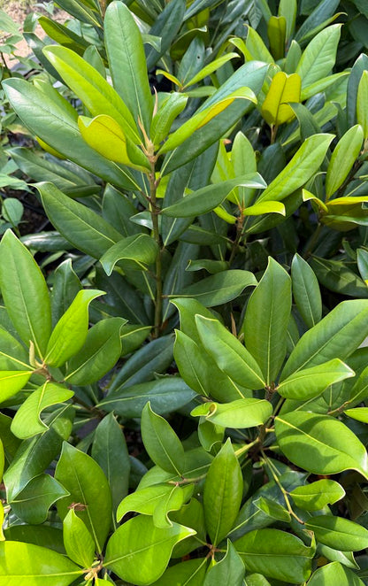 Magnolia grandiflora 'Carolina Compact'