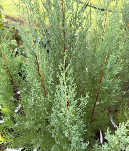 Cupressus cashmeriana