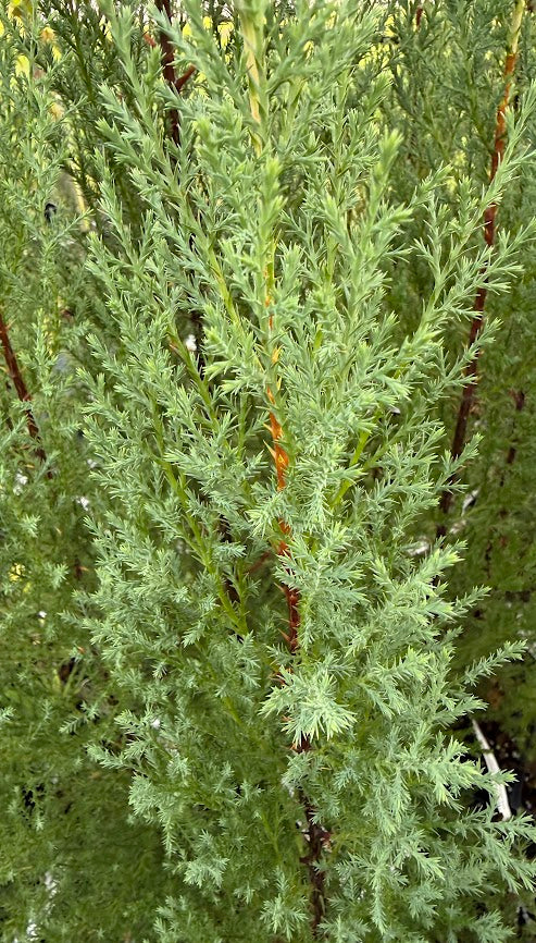 Cupressus cashmeriana
