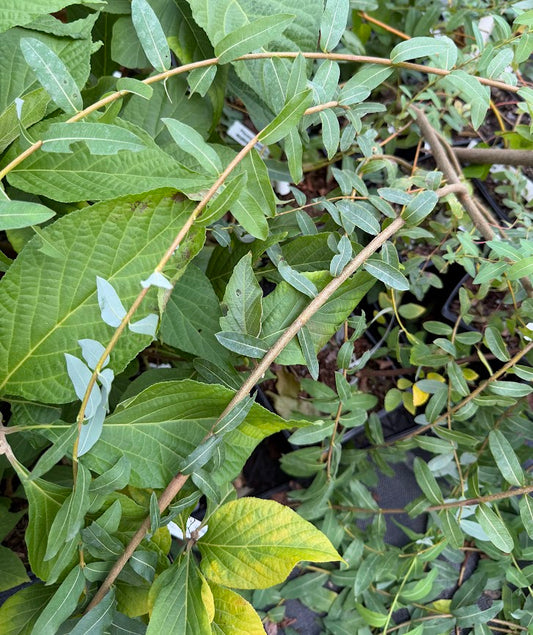 Salix integra 'Pendula'