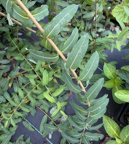 Salix integra 'Pendula'