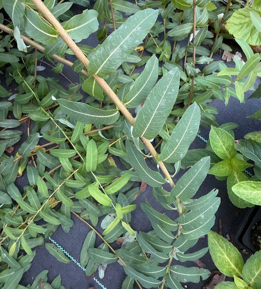 Salix integra 'Pendula'