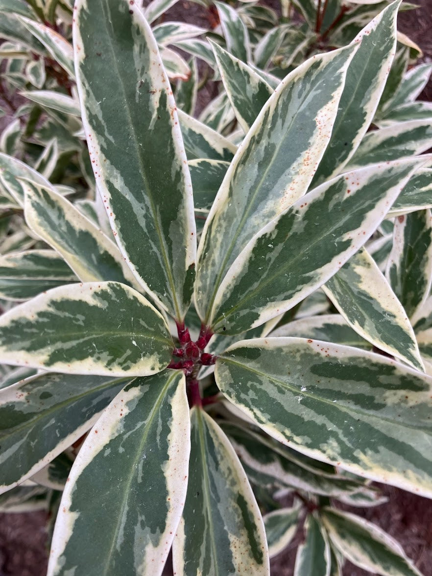 Illicium floridanum "Extra Dwarf Variegated" RARE!!!  GARDEN TREASURES EXCLUSIVE NEW RELEASE!!!