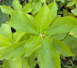 Clethra alnifolia 'Firefly'