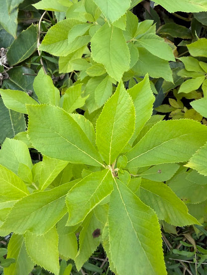 Clethra alnifolia 'Firefly'
