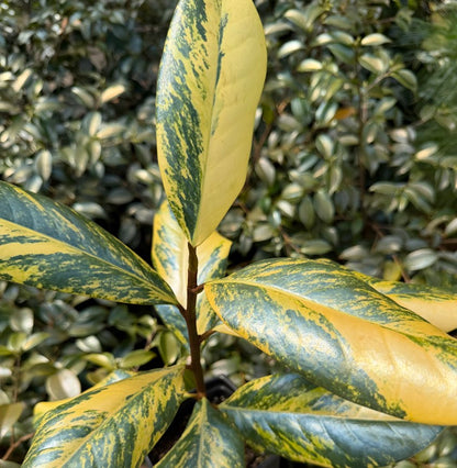 Magnolia grandiflora "Variegated Taylor's"
