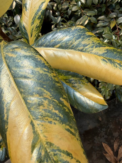 Magnolia grandiflora "Variegated Taylor's"