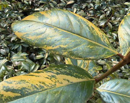 Magnolia grandiflora "Variegated Taylor's"