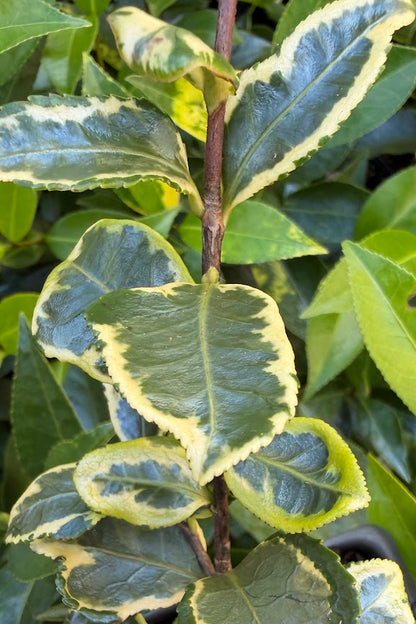 Camellia sasanqua 'Sparkling Jewel'  EXCLUSIVE NEW RELEASE!  RARE!!!
