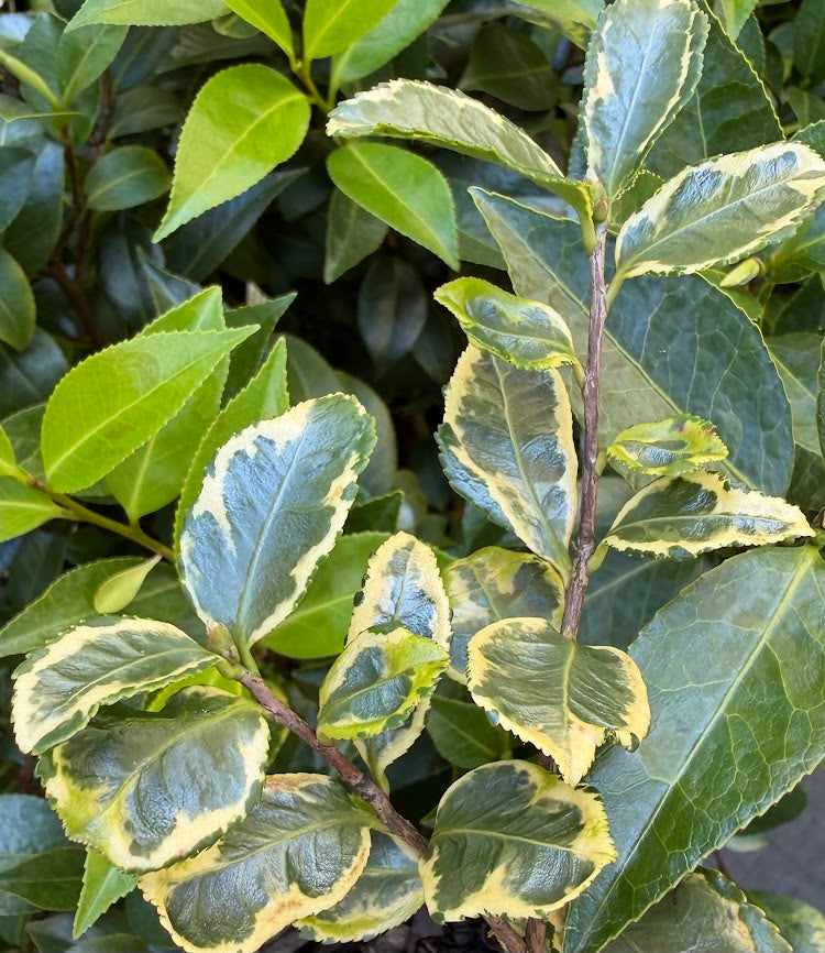 Camellia sasanqua 'Sparkling Jewel'  EXCLUSIVE NEW RELEASE!  RARE!!!