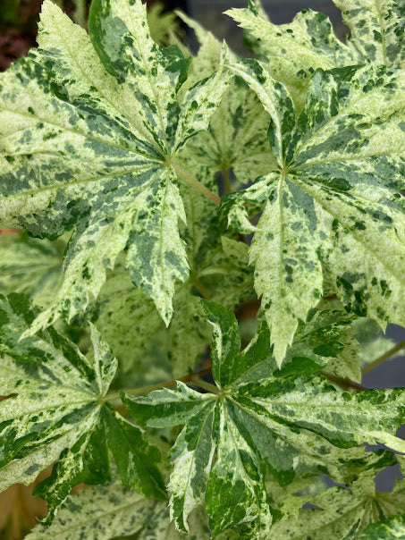 Acer sieboldianum 'Kumoi Nishiki'
