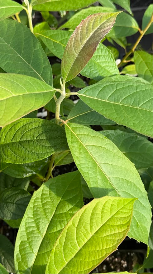 Nyssa aff. schweliensis