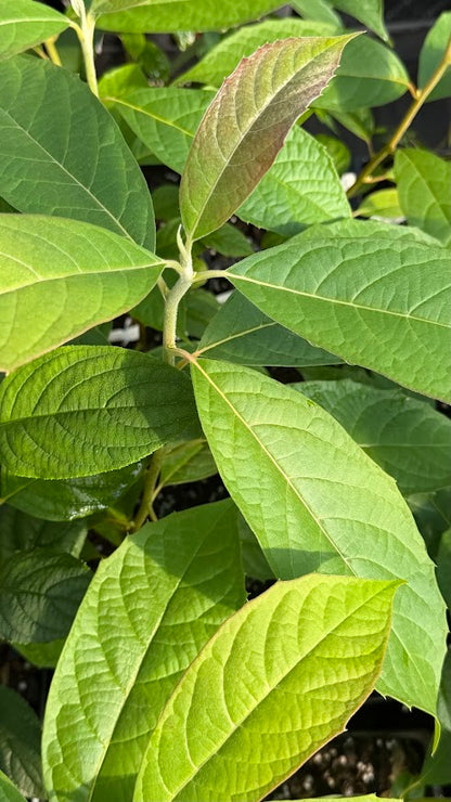 Nyssa aff. schweliensis