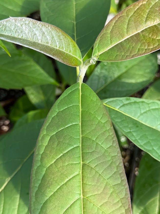 Nyssa aff. schweliensis