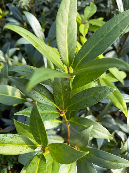 Illicium x 'Woodland Ruby'