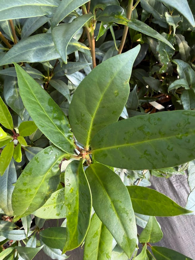 Illicium x 'Woodland Ruby'