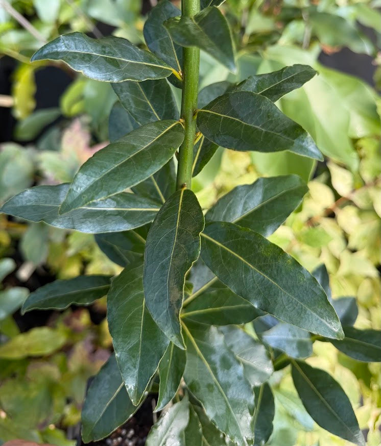 Umbellularia californiaca x Laurus nobilis