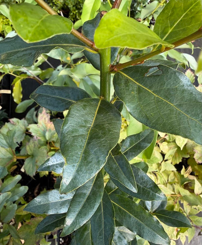 Umbellularia californiaca x Laurus nobilis