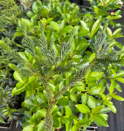 Cryptomeria japonica 'Dinger'