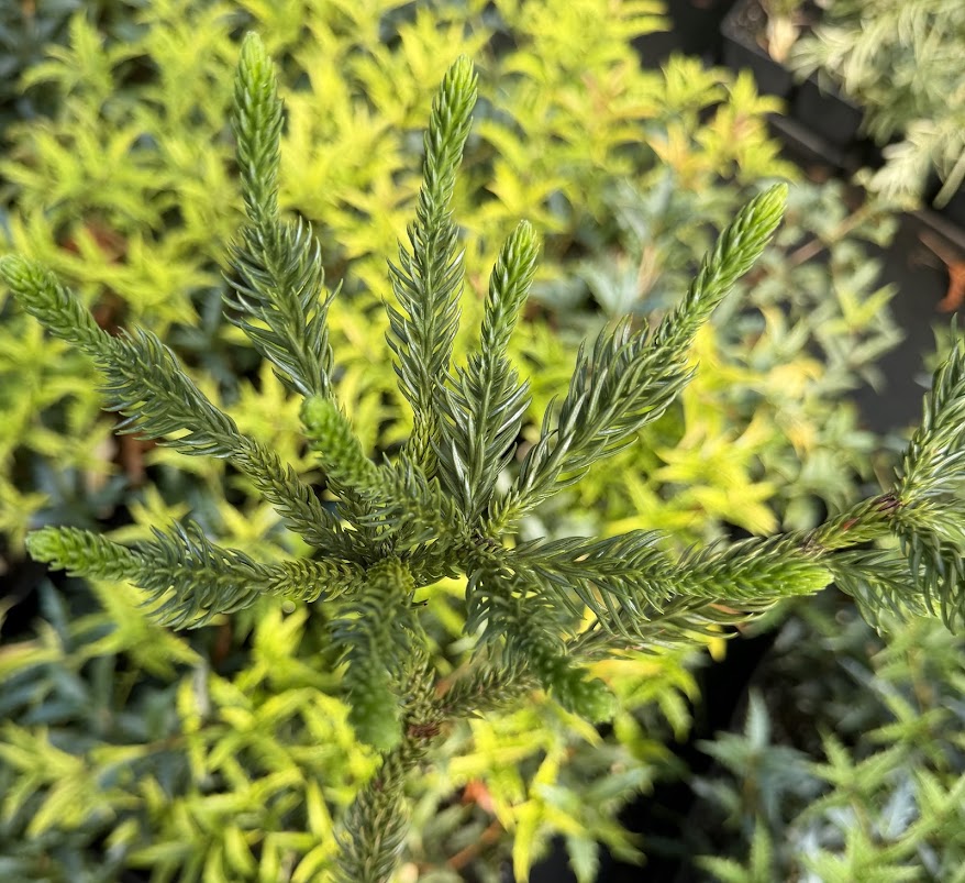 Cryptomeria japonica 'Dinger'