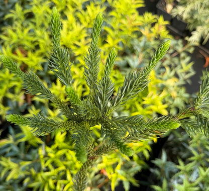 Cryptomeria japonica 'Dinger'