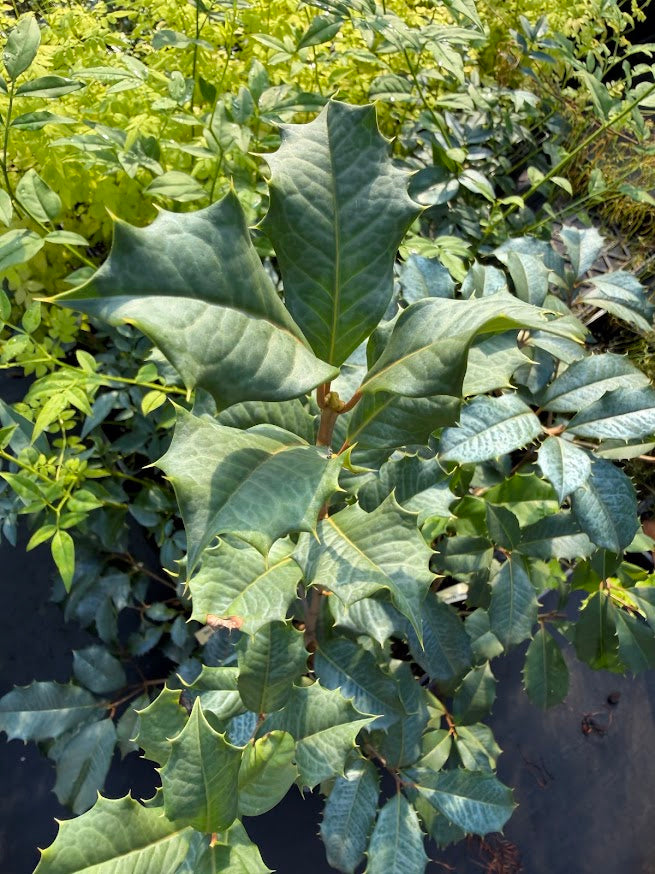 Ilex opaca 'Volunteer Orange'