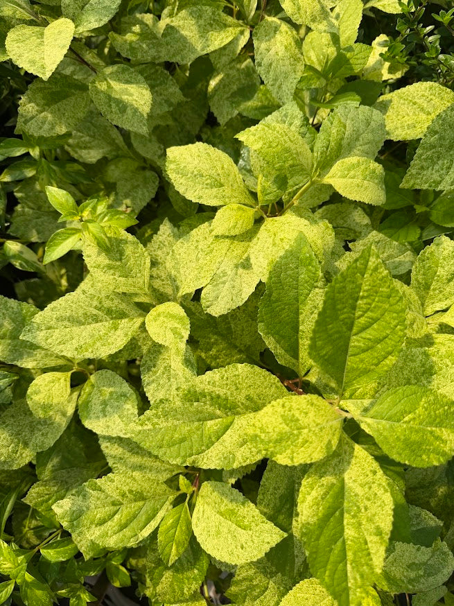 Callicarpa americana 'Carolina Sunrise'