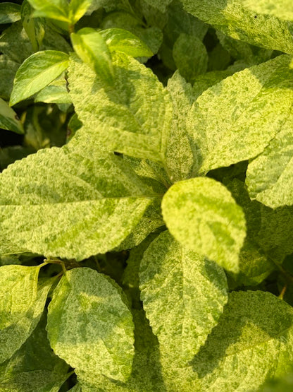 Callicarpa americana 'Carolina Sunrise'