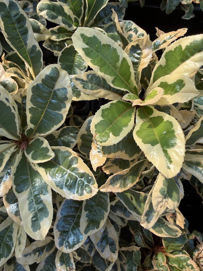 Ardisia japonica 'Kokikan'