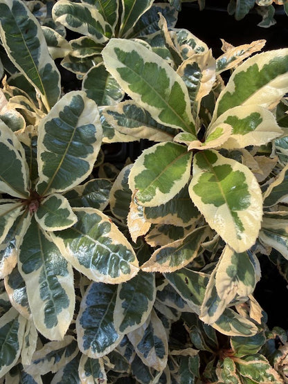 Ardisia japonica 'Kokikan'