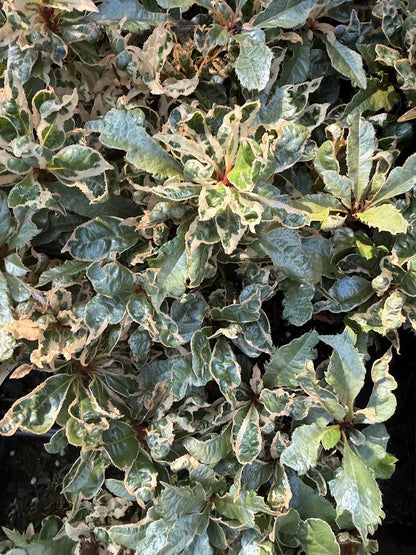 Ardisia japonica 'Hanaguruma' RARE