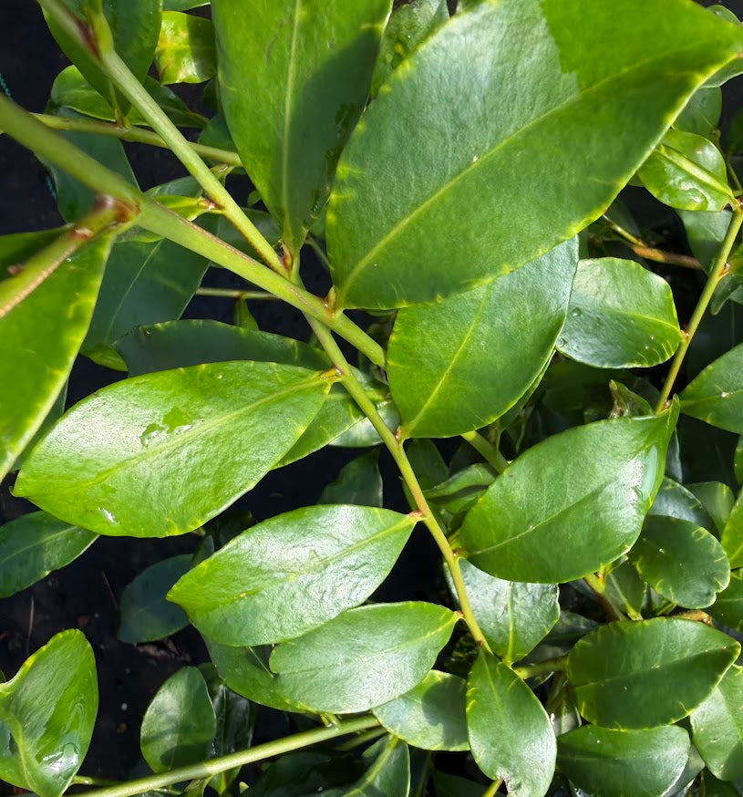 Cleyera japonica