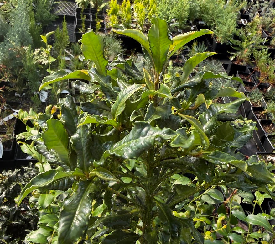 Ardisia crenata 'Adam's Curly'